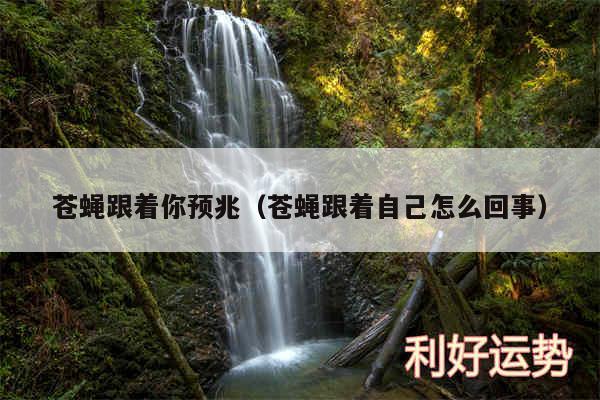 苍蝇跟着你预兆以及苍蝇跟着自己怎么回事