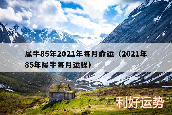 属牛85年2024年每月命运以及2024年85年属牛每月运程