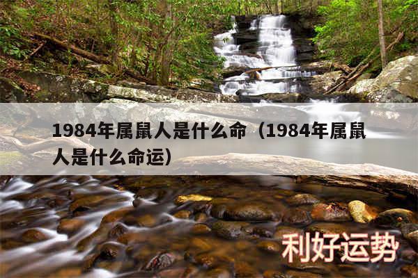 1984年属鼠人是什么命以及1984年属鼠人是什么命运