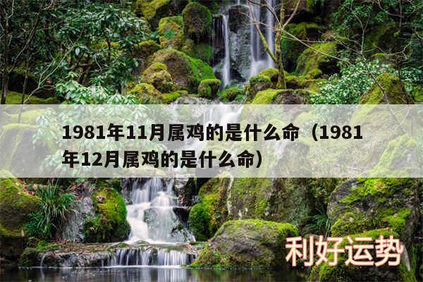 1981年11月属鸡的是什么命以及1981年12月属鸡的是什么命