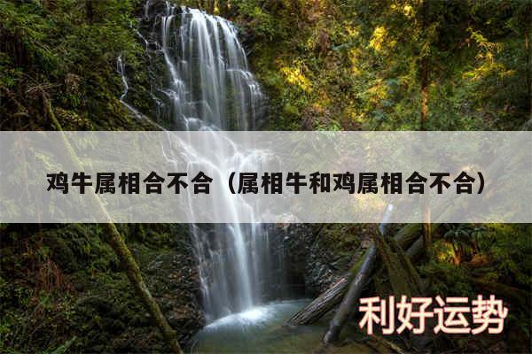 鸡牛属相合不合以及属相牛和鸡属相合不合