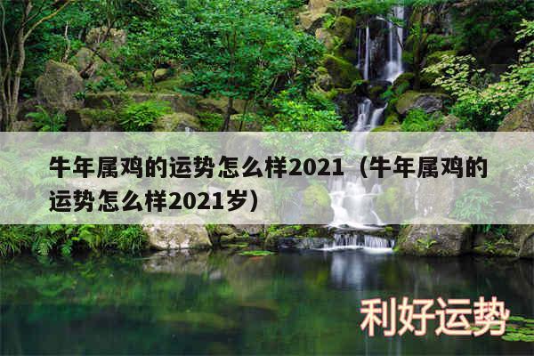 牛年属鸡的运势怎么样2024以及牛年属鸡的运势怎么样2024岁