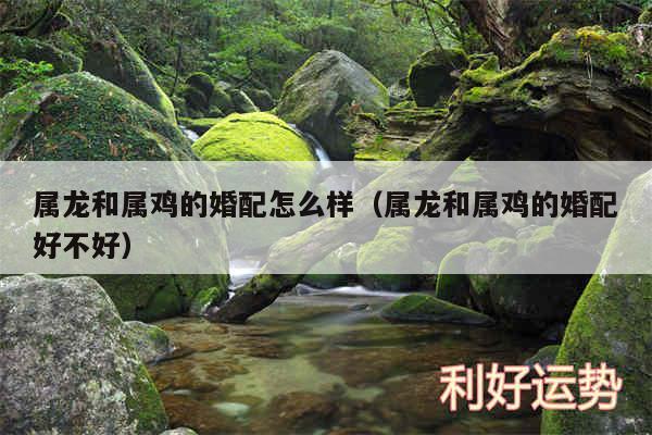 属龙和属鸡的婚配怎么样以及属龙和属鸡的婚配好不好