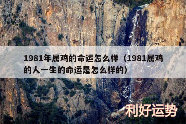 1981年属鸡的命运怎么样以及1981属鸡的人一生的命运是怎么样的