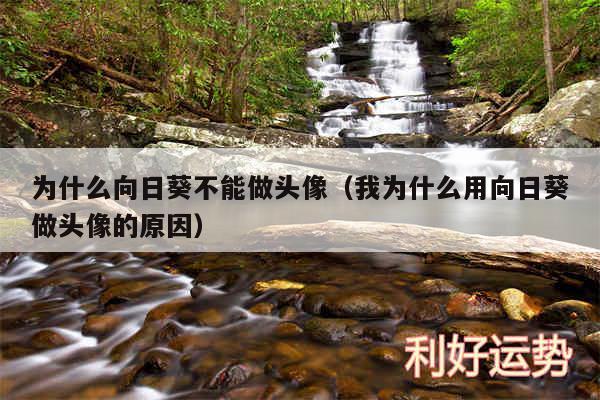 为什么向日葵不能做头像以及我为什么用向日葵做头像的原因