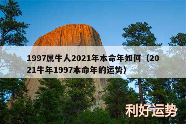 1997属牛人2024年本命年如何以及2024牛年1997本命年的运势