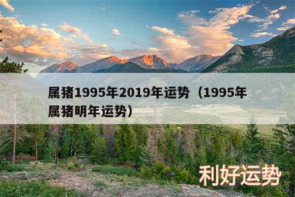 属猪1995年2019年运势以及1995年属猪明年运势