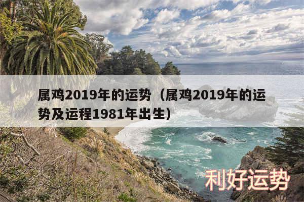 属鸡2019年的运势以及属鸡2019年的运势及运程1981年出生