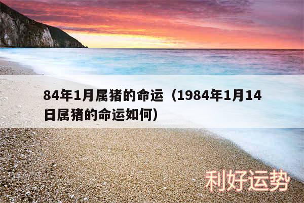 84年1月属猪的命运以及1984年1月14日属猪的命运如何