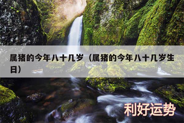 属猪的今年八十几岁以及属猪的今年八十几岁生日