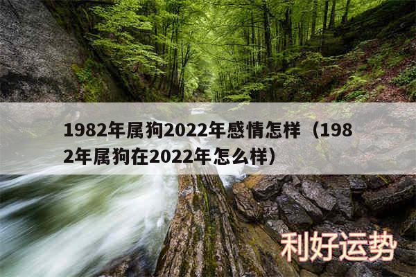 1982年属狗2024年感情怎样以及1982年属狗在2024年怎么样