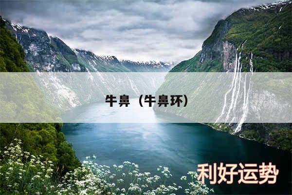 牛鼻以及牛鼻环