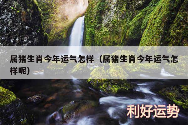 属猪生肖今年运气怎样以及属猪生肖今年运气怎样呢