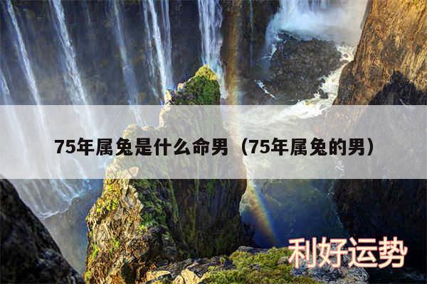 75年属兔是什么命男以及75年属兔的男