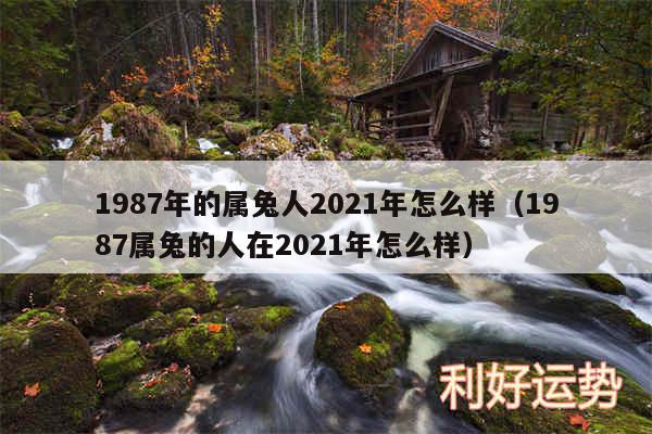 1987年的属兔人2024年怎么样以及1987属兔的人在2024年怎么样