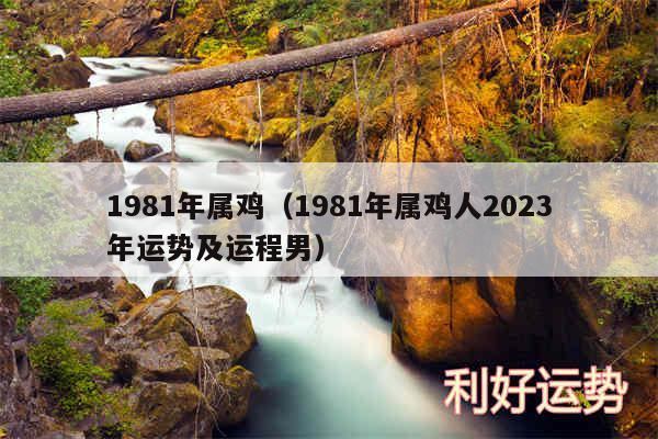 1981年属鸡以及1981年属鸡人2024年运势及运程男