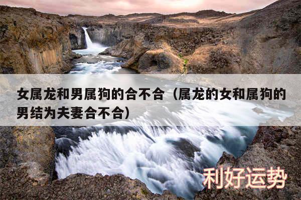 女属龙和男属狗的合不合以及属龙的女和属狗的男结为夫妻合不合
