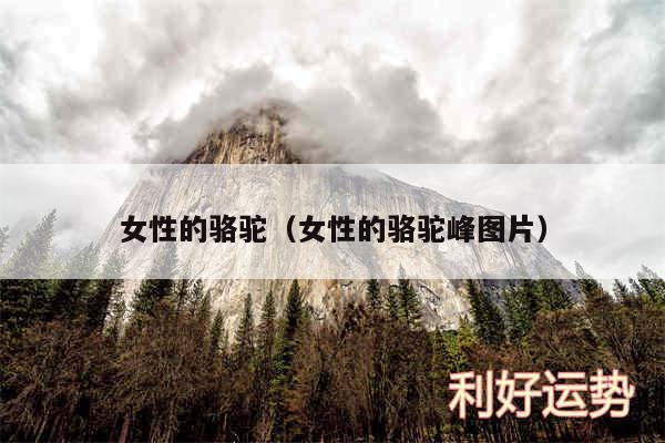 女性的骆驼以及女性的骆驼峰图片