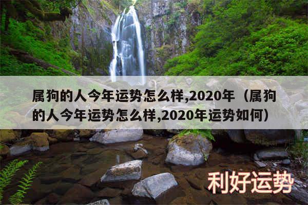 属狗的人今年运势怎么样,2020年以及属狗的人今年运势怎么样,2020年运势如何