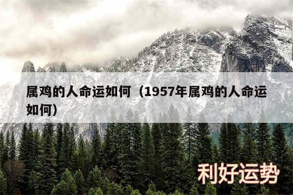 属鸡的人命运如何以及1957年属鸡的人命运如何