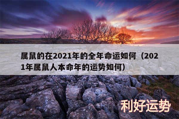 属鼠的在2024年的全年命运如何以及2024年属鼠人本命年的运势如何