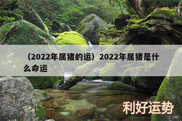 以及2024年属猪的运2024年属猪是什么命运