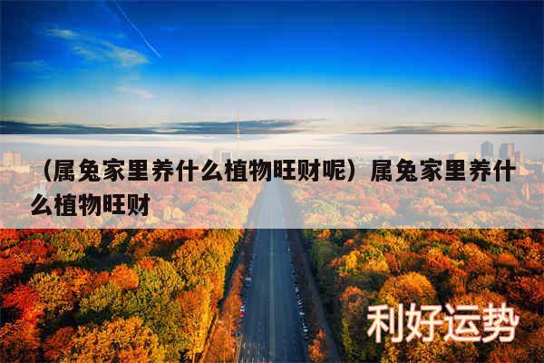 以及属兔家里养什么植物旺财呢属兔家里养什么植物旺财