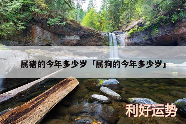 属猪的今年多少岁及属狗的今年多少岁