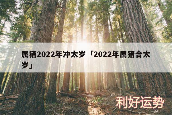 属猪2024年冲太岁及2024年属猪合太岁