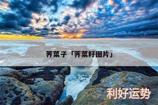 荠菜子及荠菜籽图片