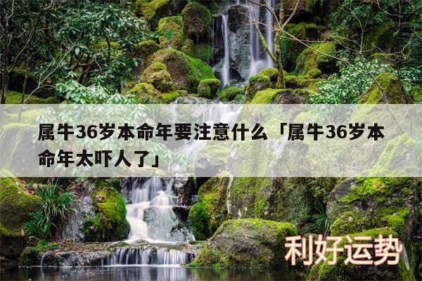 属牛36岁本命年要注意什么及属牛36岁本命年太吓人了