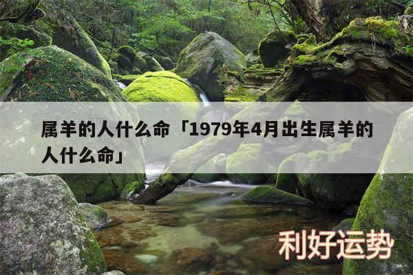 属羊的人什么命及1979年4月出生属羊的人什么命