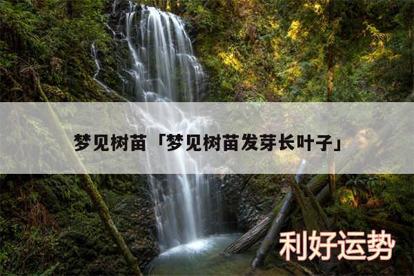 梦见树苗及梦见树苗发芽长叶子