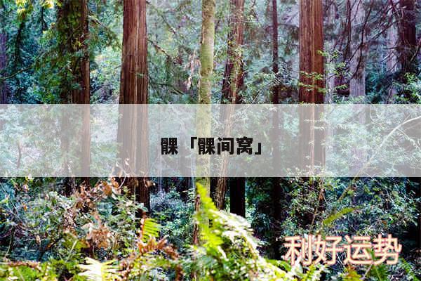 髁及髁间窝
