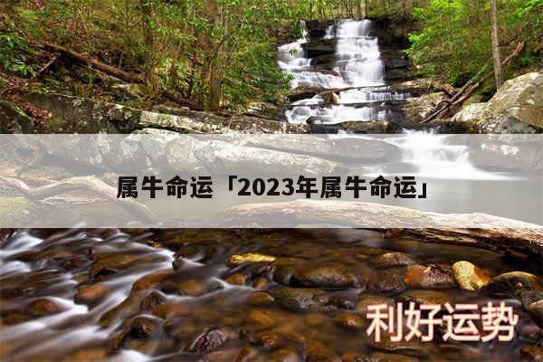 属牛命运及2024年属牛命运