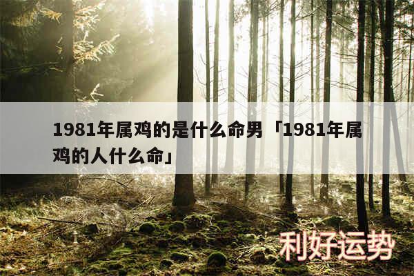 1981年属鸡的是什么命男及1981年属鸡的人什么命