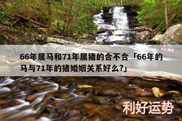 66年属马和71年属猪的合不合及66年的马与71年的猪婚姻关系好么?