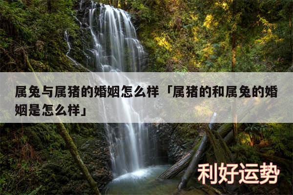 属兔与属猪的婚姻怎么样及属猪的和属兔的婚姻是怎么样