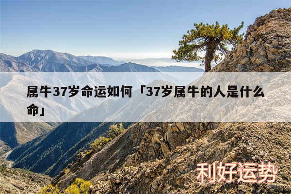 属牛37岁命运如何及37岁属牛的人是什么命