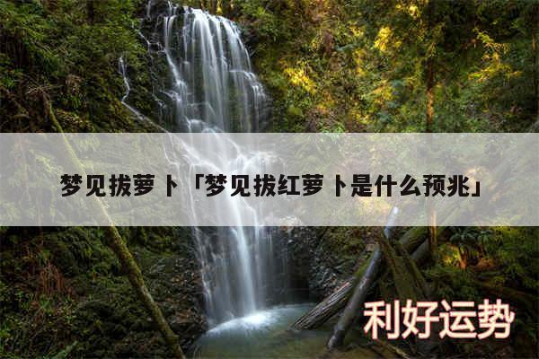 梦见拔萝卜及梦见拔红萝卜是什么预兆