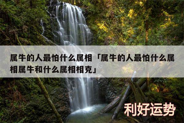 属牛的人最怕什么属相及属牛的人最怕什么属相属牛和什么属相相克