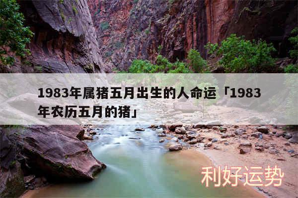 1983年属猪五月出生的人命运及1983年农历五月的猪