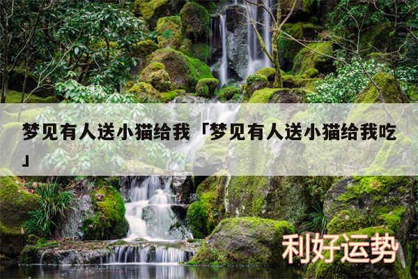 梦见有人送小猫给我及梦见有人送小猫给我吃