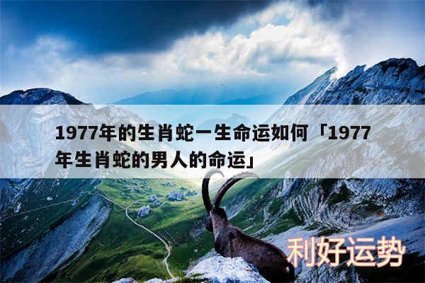 1977年的生肖蛇一生命运如何及1977年生肖蛇的男人的命运