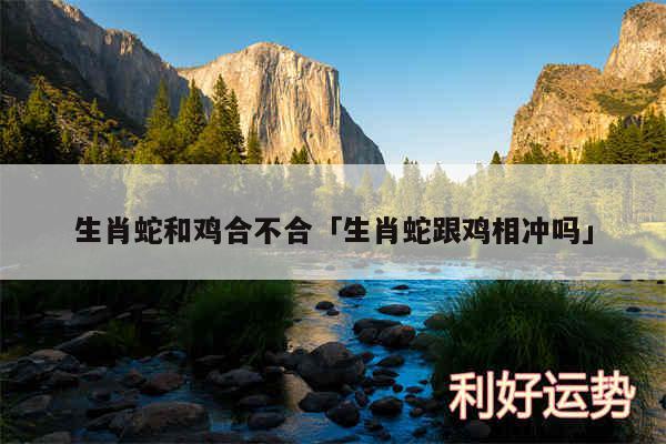 生肖蛇和鸡合不合及生肖蛇跟鸡相冲吗