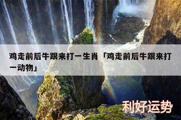 鸡走前后牛跟来打一生肖及鸡走前后牛跟来打一动物