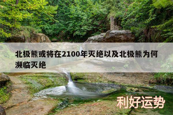 北极熊或将在2100年灭绝以及北极熊为何濒临灭绝