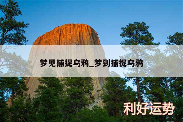 梦见捕捉乌鸦_梦到捕捉乌鸦