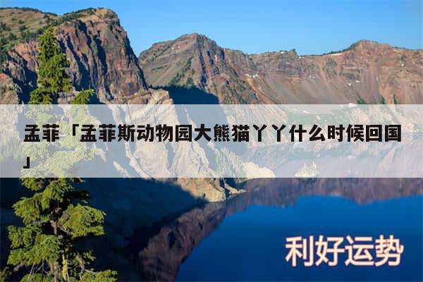 孟菲及孟菲斯动物园大熊猫丫丫什么时候回国