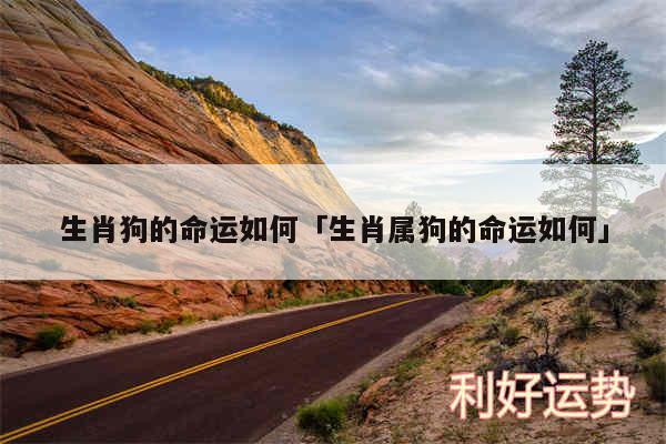 生肖狗的命运如何及生肖属狗的命运如何